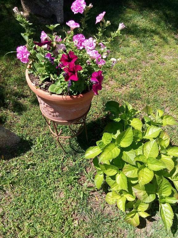 Bed And Breakfast Li Paduli Alvi Cannigione Dış mekan fotoğraf